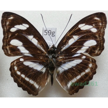 Athyma nefte (Cramer, 1780) Malaysia 47mm59g